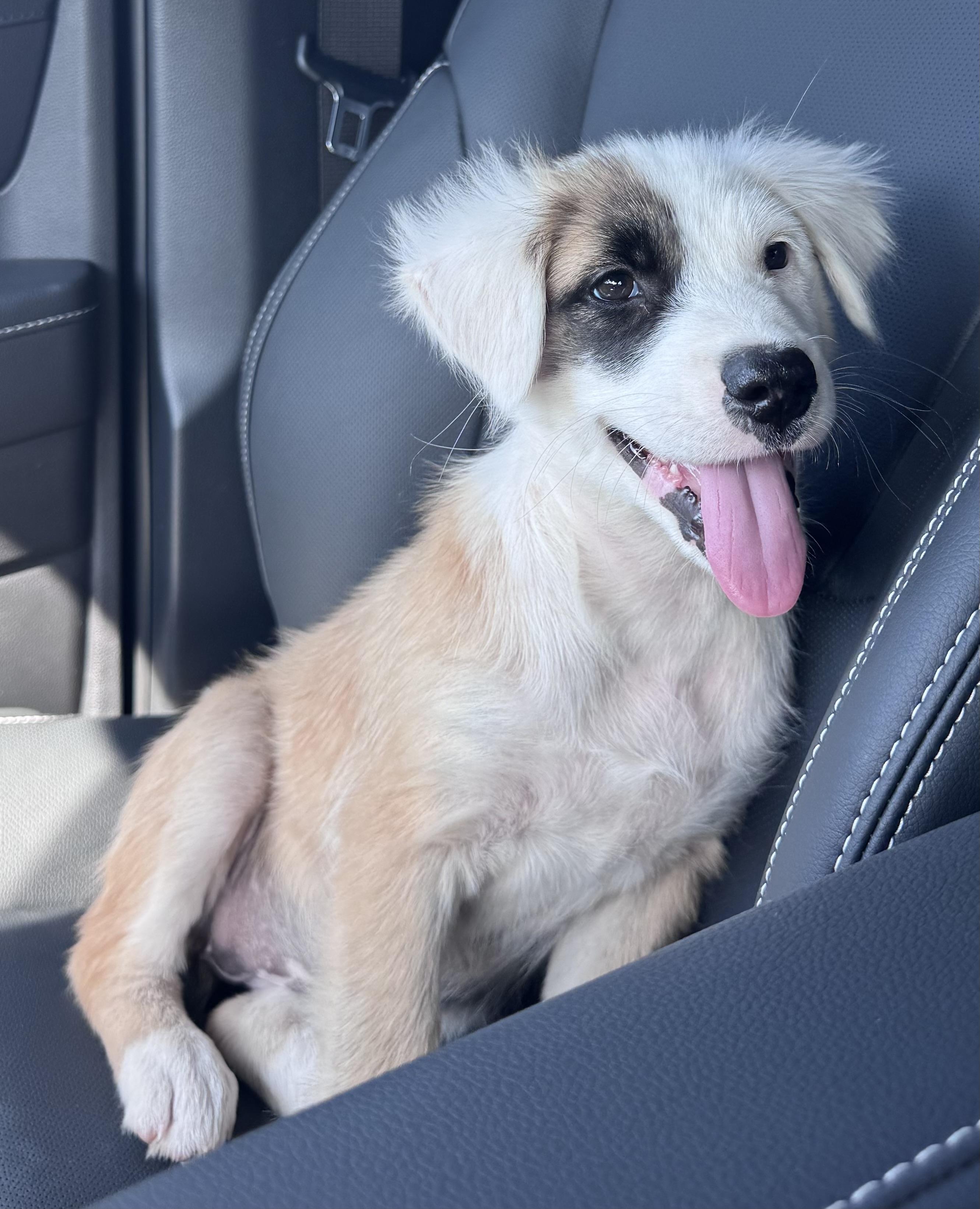 Enlarge Rory, a Adopted mixed breed in Brenham, TX image 3/4