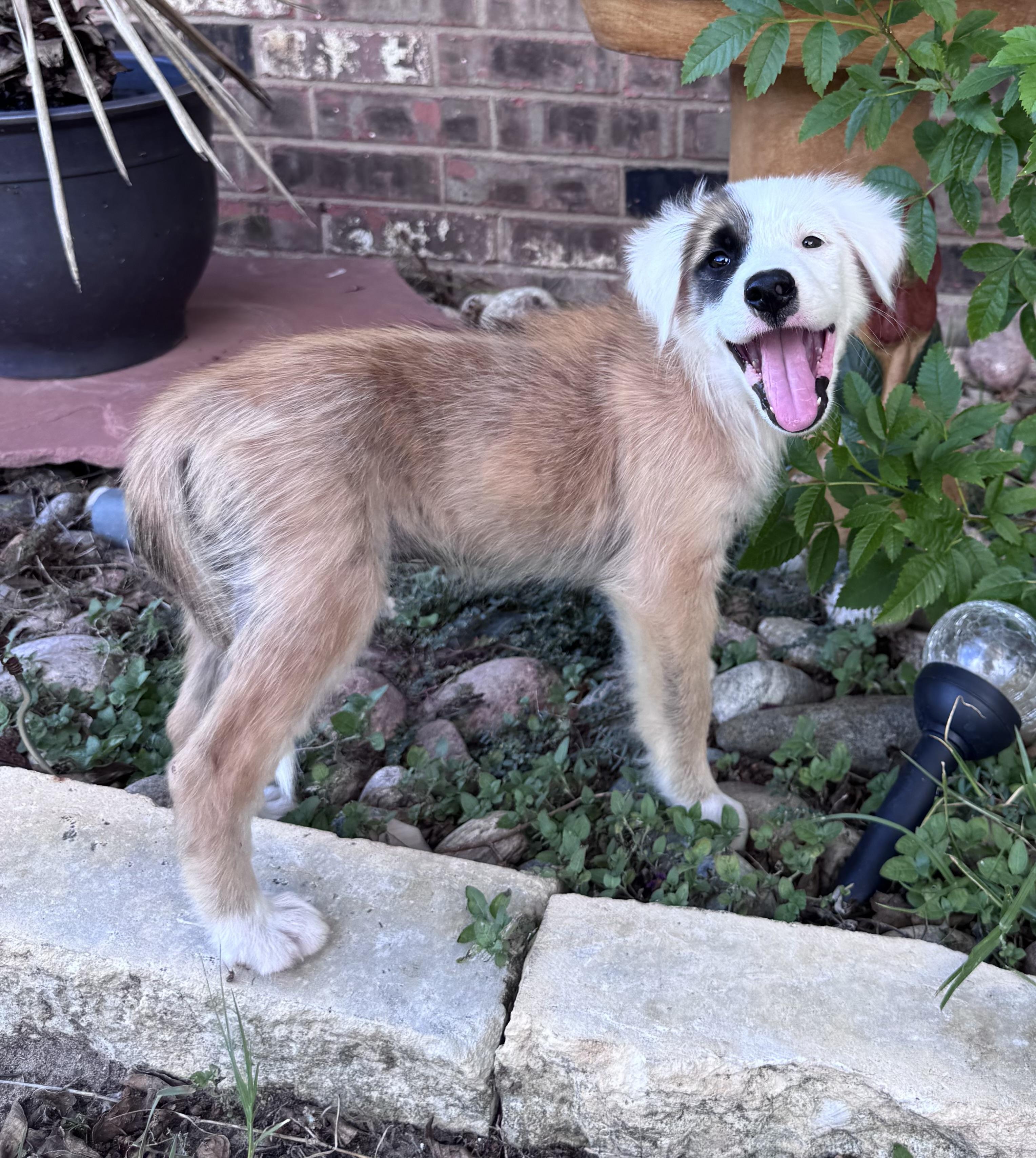 Enlarge Rory, a Adopted mixed breed in Brenham, TX image 2/4