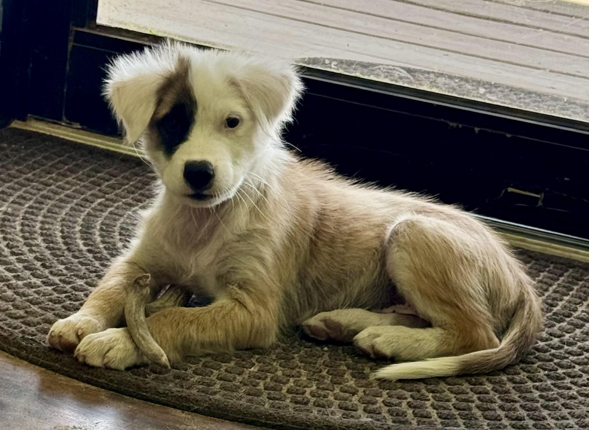 Rory, Adopted, Young Female Australian Shepherd & Collie.