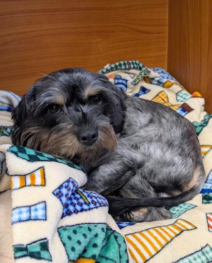Clarence, Adoptable, Adult Male Schnauzer.