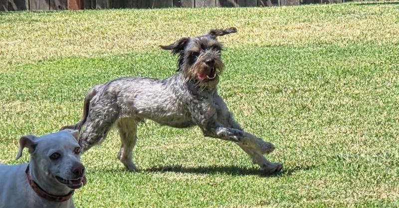 Clarence, a Adoptable mixed breed in Roseville, CA image 2/3