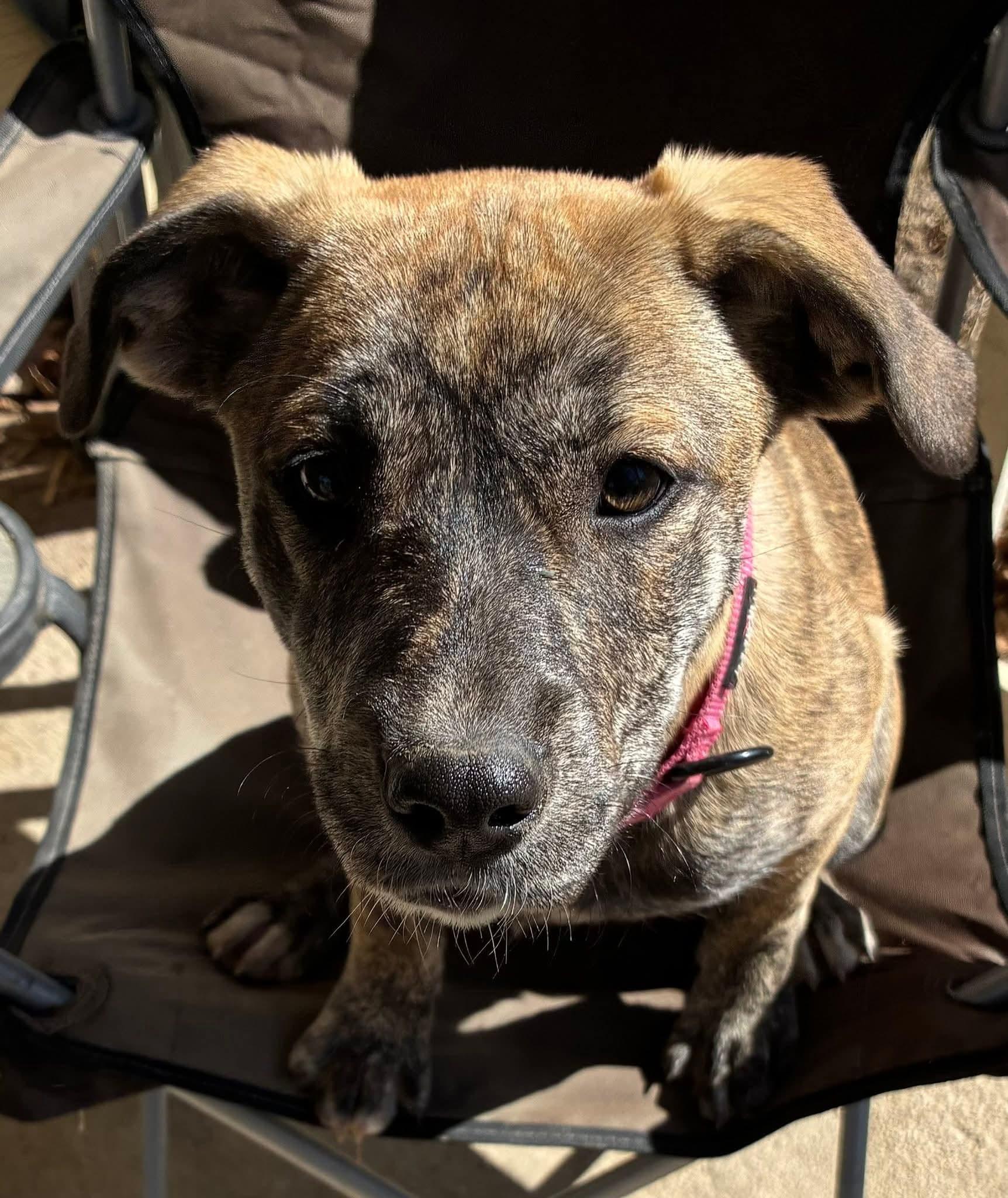 Enlarge Charlotte , an adopted mixed breed in Cleveland, OK image 1/2