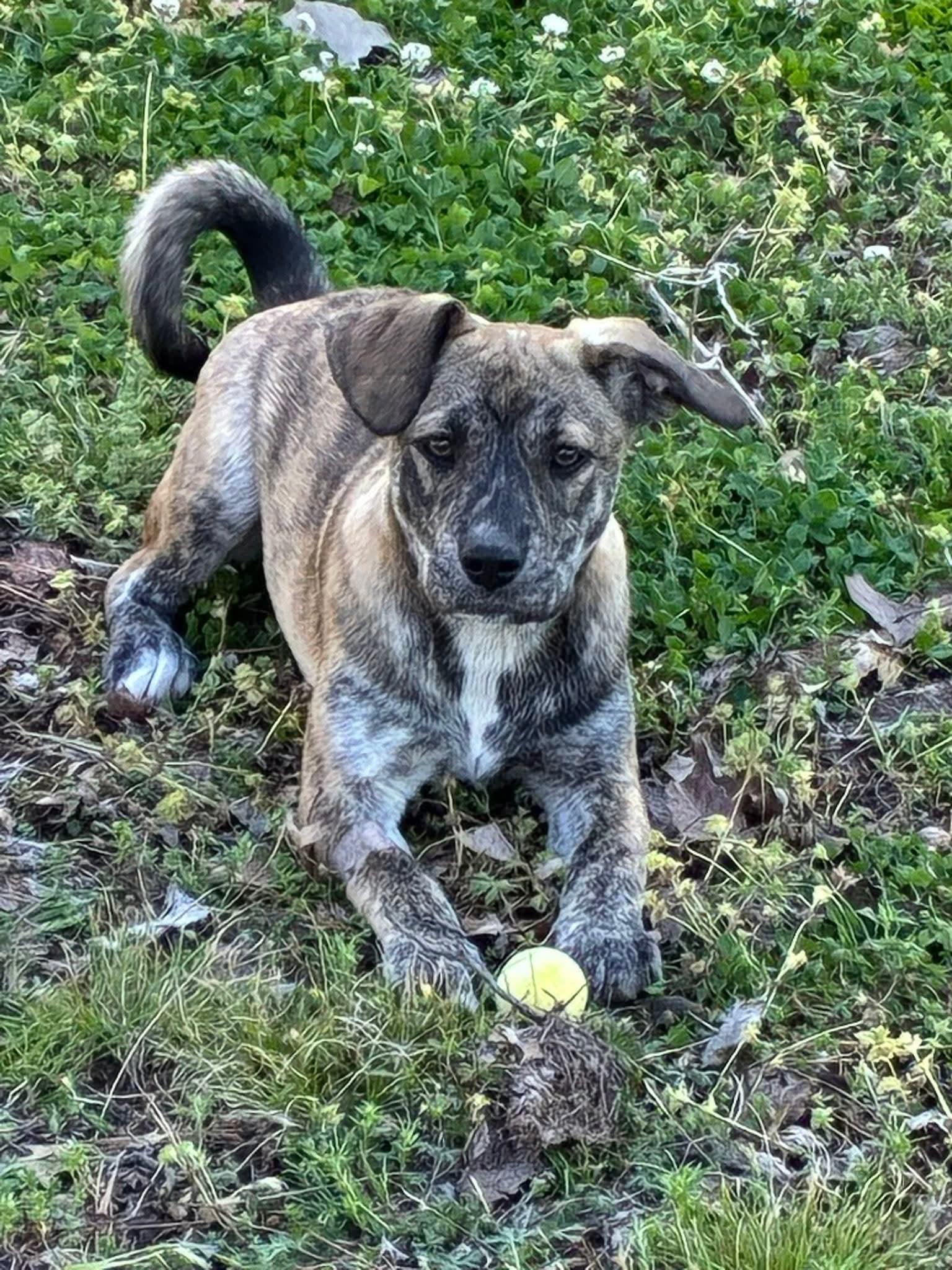 Enlarge Charlotte , an adopted mixed breed in Cleveland, OK image 2/2
