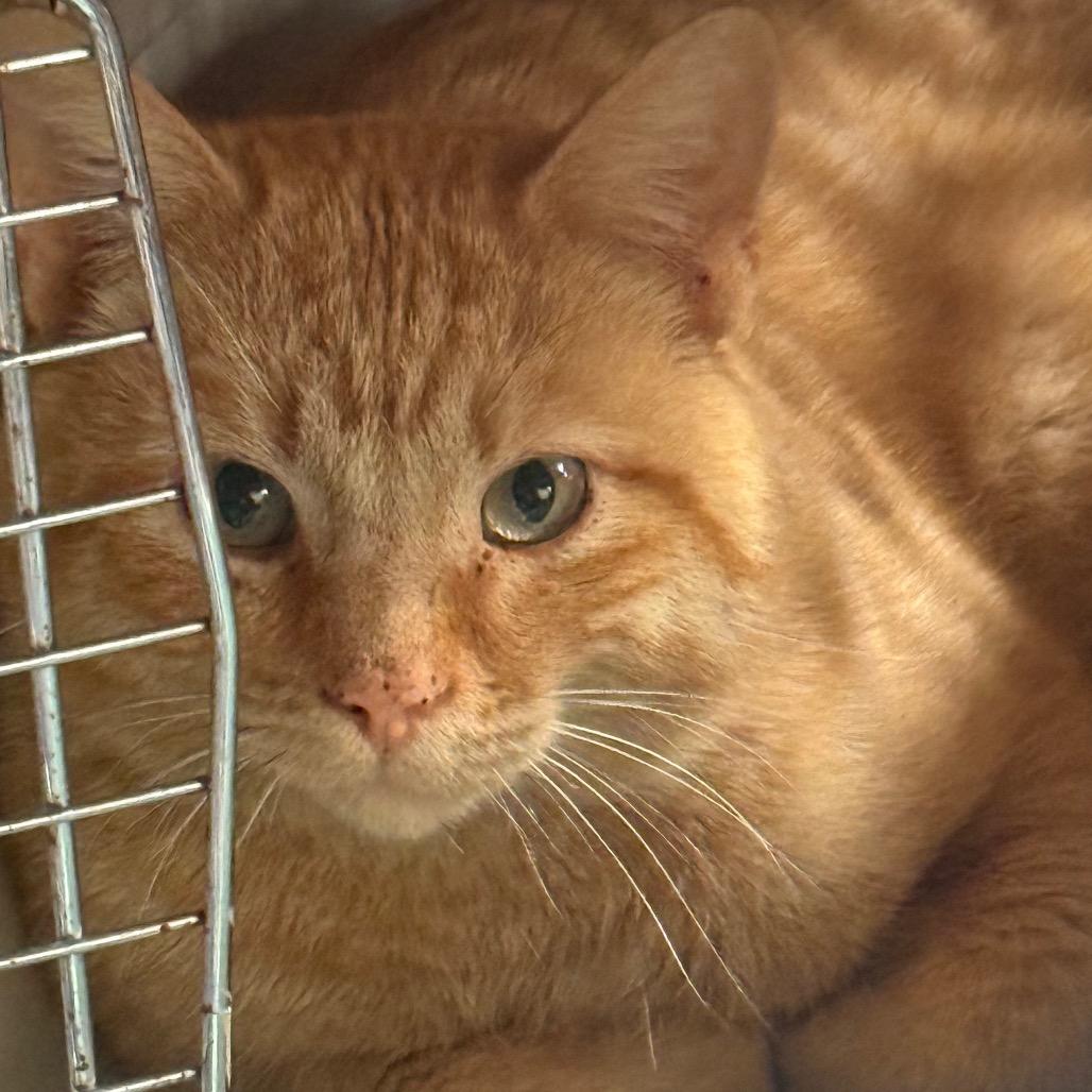 Clone, Adoptable, Adult Male Domestic Short Hair.