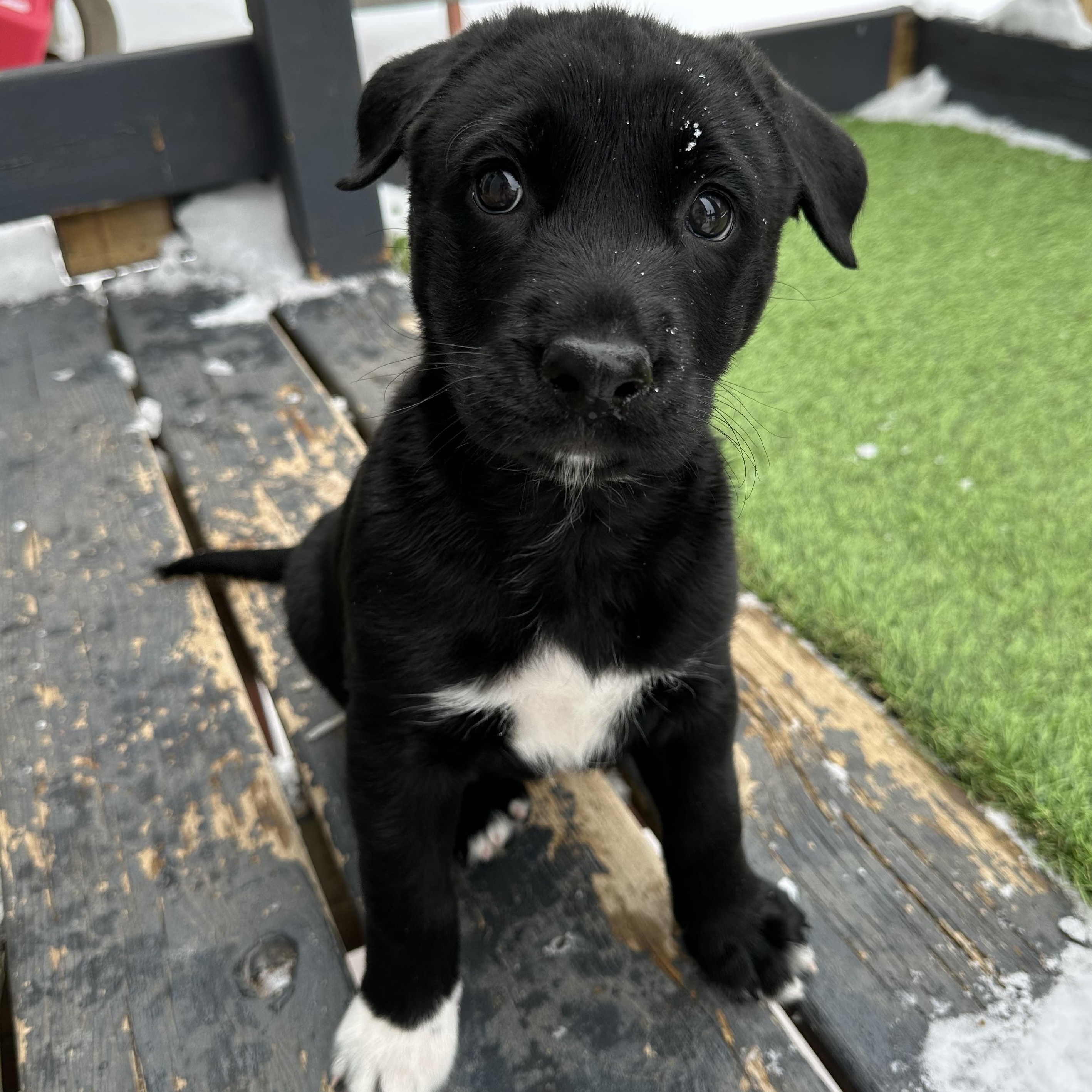 Enlarge Sassy, an adopted mixed breed in Iron River, MI image 2/2