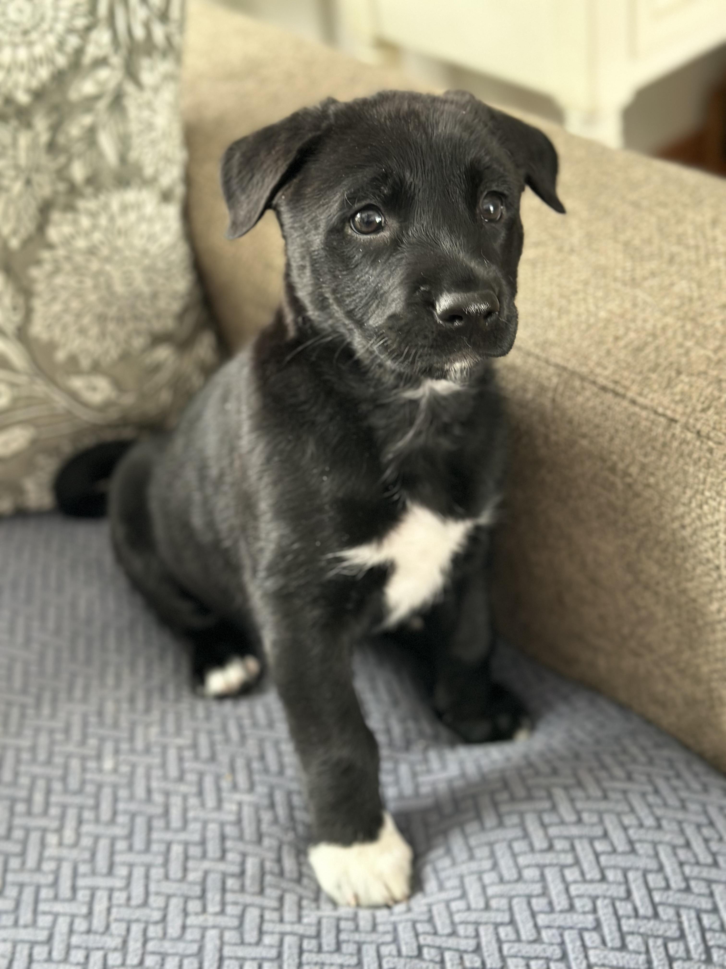 Sassy, adopted, Puppy Female German Shepherd Dog & Akita.