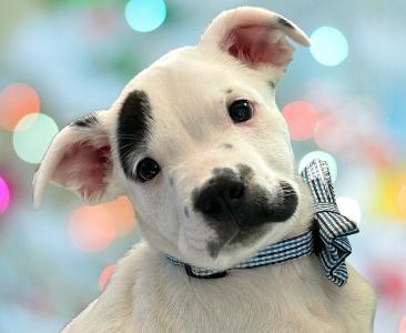 Enlarge Bernie, a ADOPTABLE Mixed Breed in Schaumburg, IL image 1/6