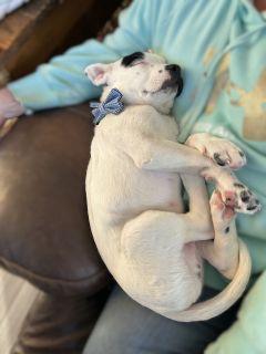 Enlarge Bernie, a ADOPTABLE Mixed Breed in Schaumburg, IL image 6/6