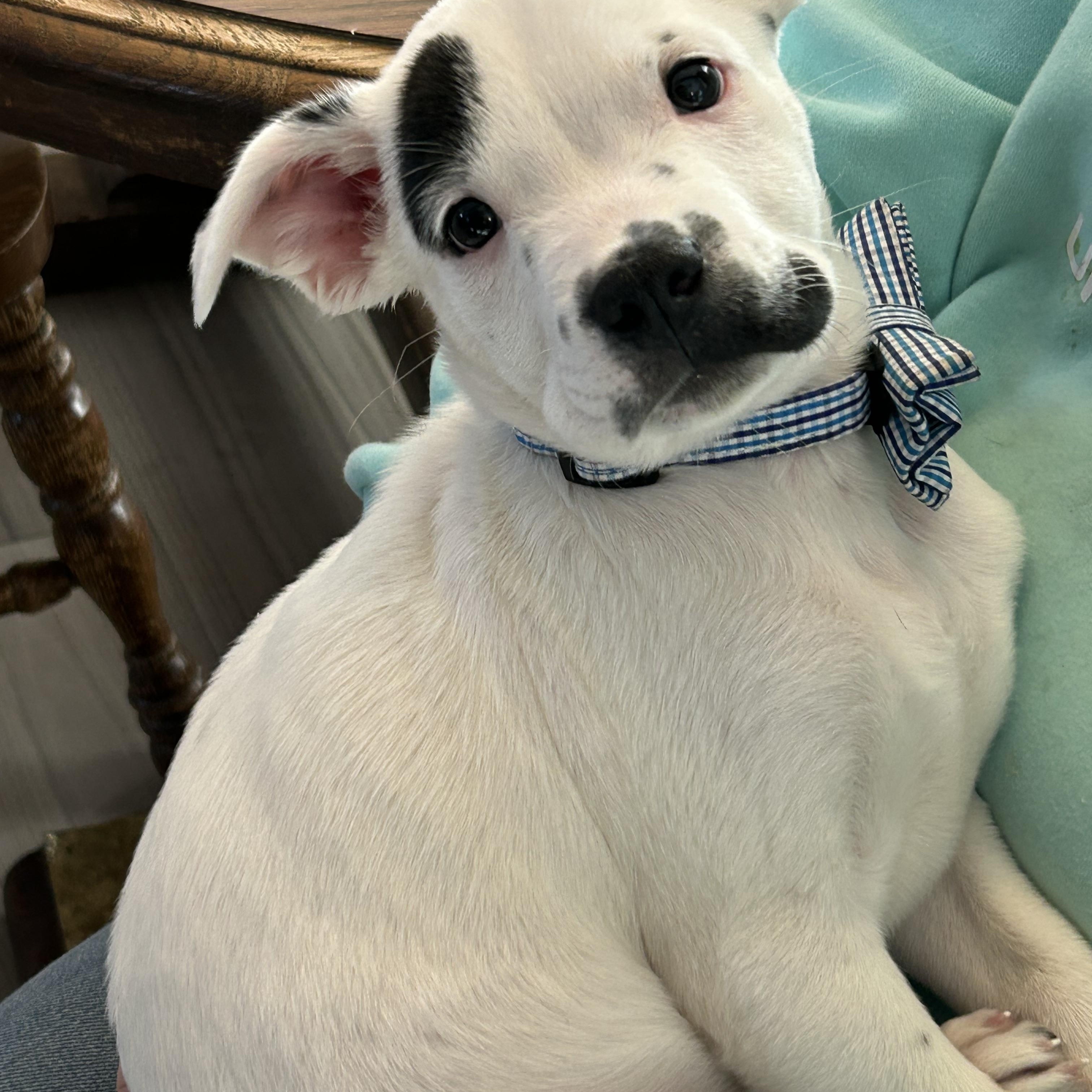 Enlarge Bernie, a ADOPTABLE Mixed Breed in Schaumburg, IL image 2/6