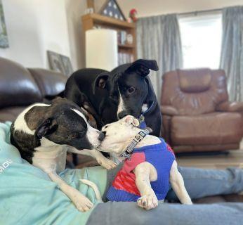Enlarge Bernie, a ADOPTABLE Mixed Breed in Schaumburg, IL image 5/6