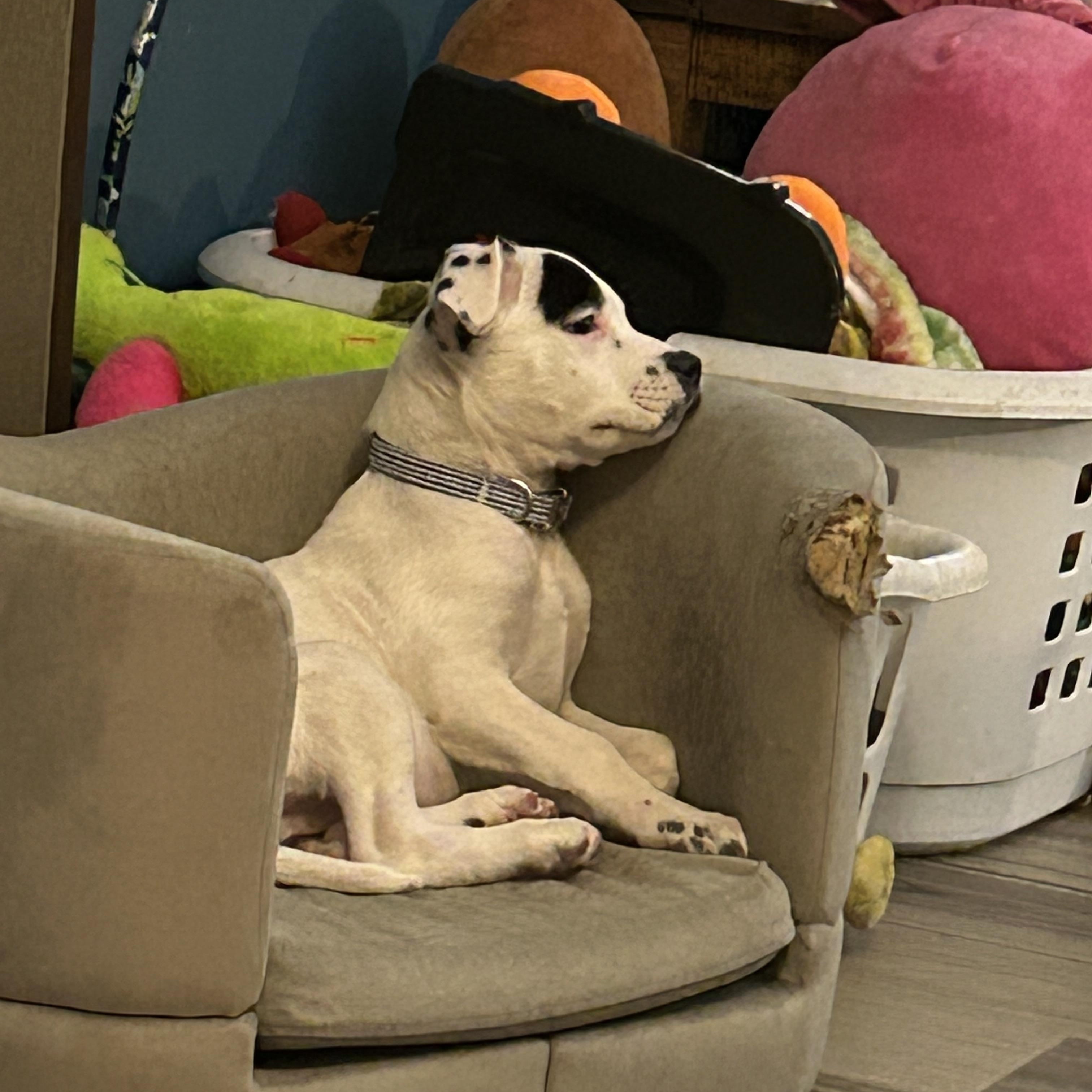 Enlarge Bernie, a ADOPTABLE Mixed Breed in Schaumburg, IL image 4/6