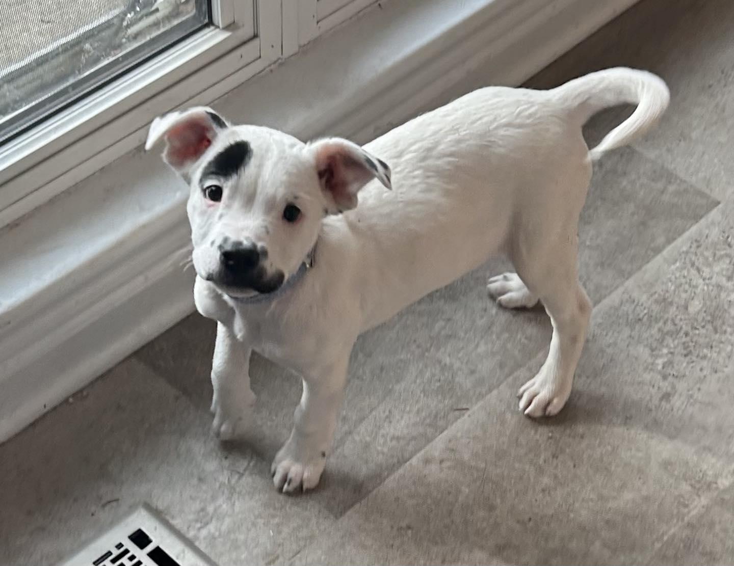 Enlarge Bernie, a ADOPTABLE Mixed Breed in Schaumburg, IL image 3/6