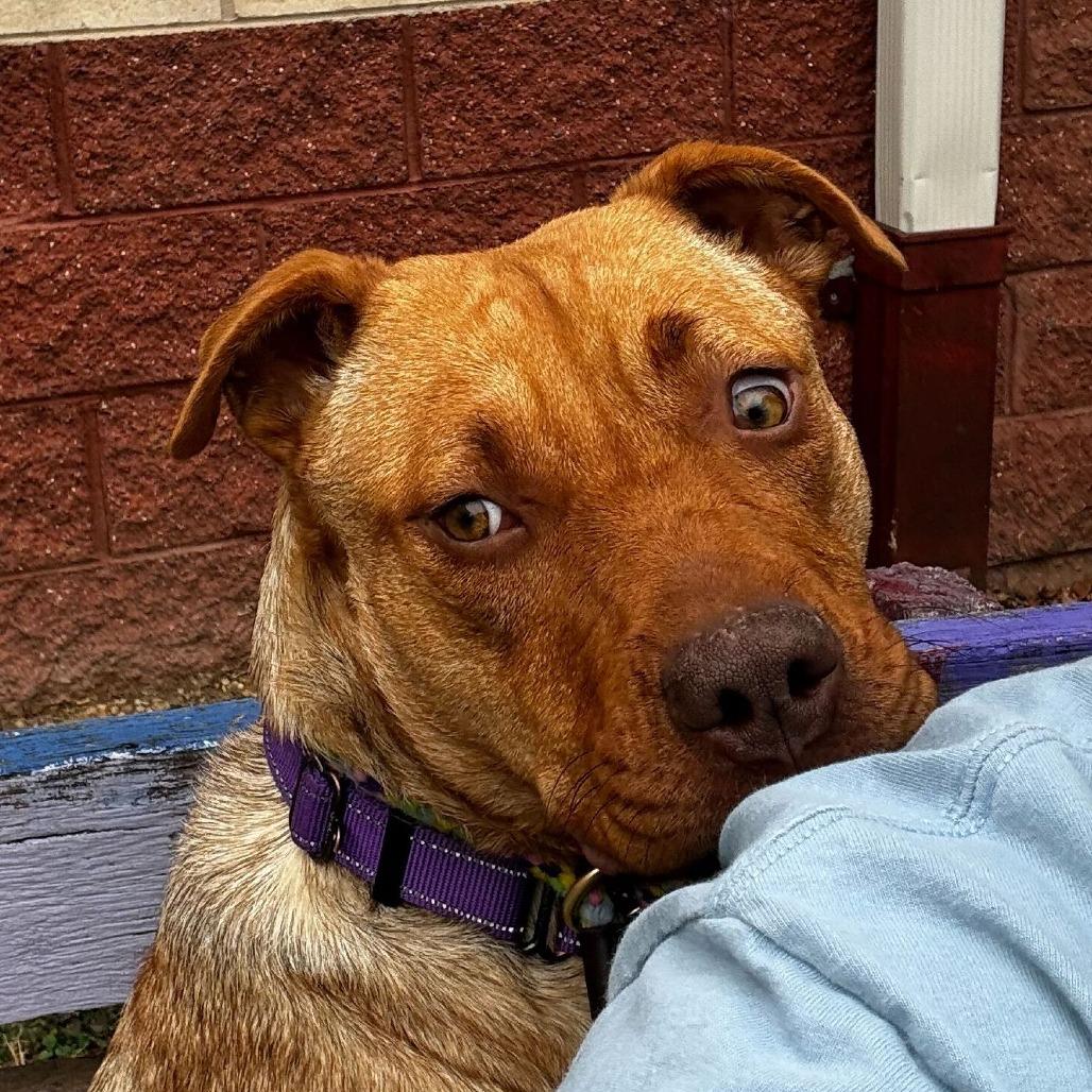 Muffin, Adoptable, Adult Female Mixed Breed.