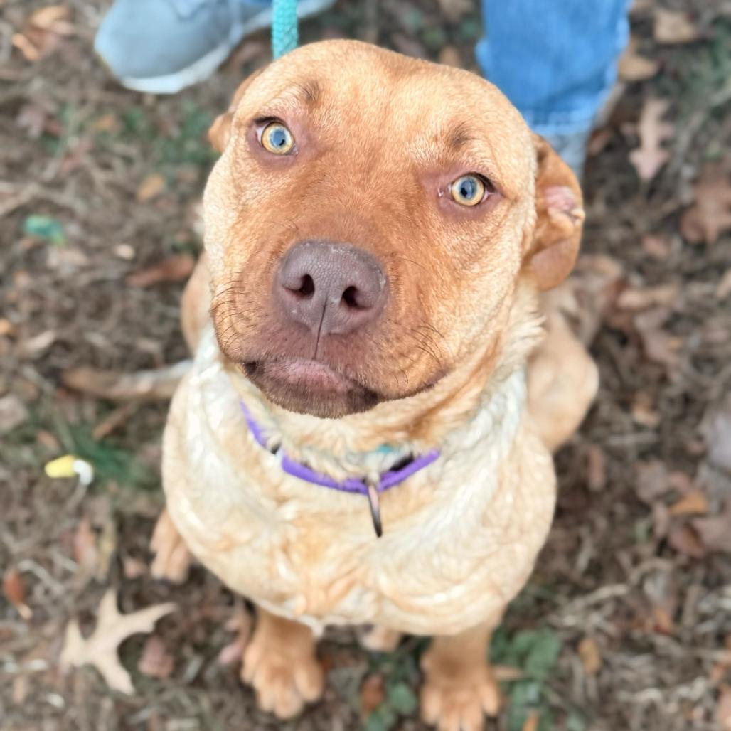Enlarge Muffin, a Adoptable Mixed Breed in Fredericksburg, VA image 2/6
