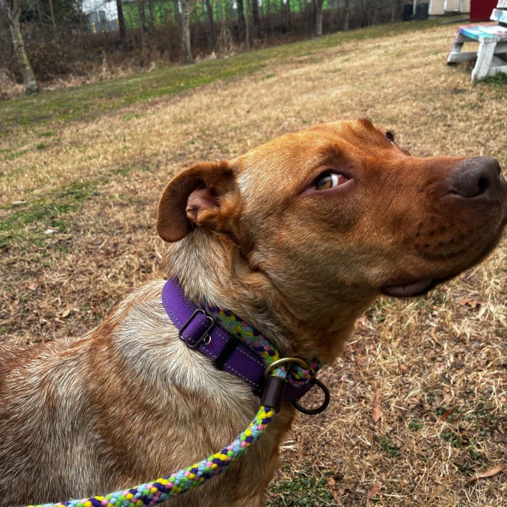 Enlarge Muffin, a Adoptable Mixed Breed in Fredericksburg, VA image 3/6