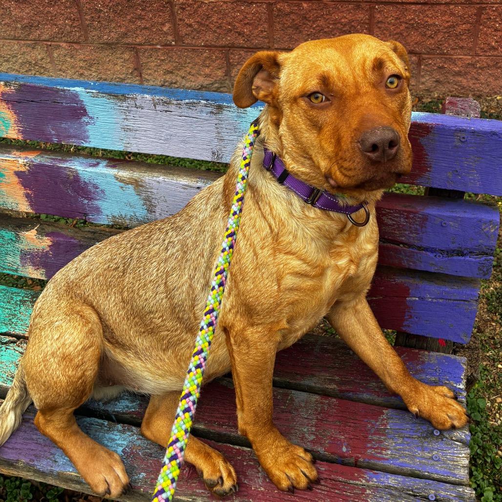 Enlarge Muffin, a Adoptable Mixed Breed in Fredericksburg, VA image 5/6