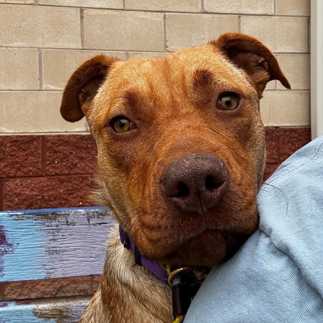 Enlarge Muffin, a Adoptable Mixed Breed in Fredericksburg, VA image 6/6