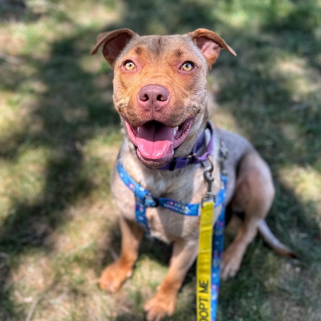 Muffin, a Adoptable Mixed Breed in Fredericksburg, VA image 6/6