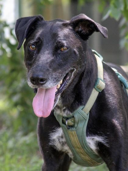 Super Max — thumbnail 2