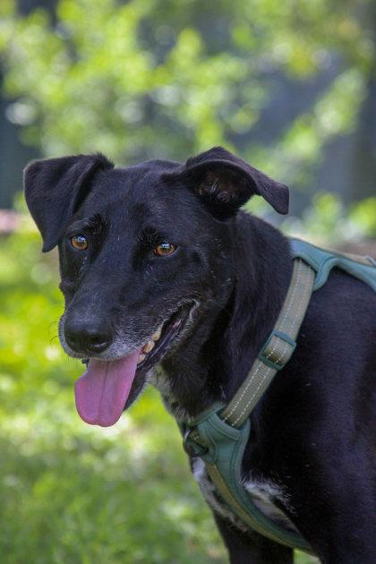 Super Max — thumbnail 3