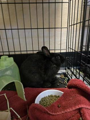 Corky, Adoptable, Adult Male Lionhead.
