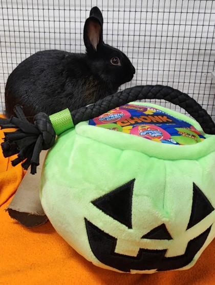 Corky, a Adoptable Lionhead in Roseville, CA image 2/2