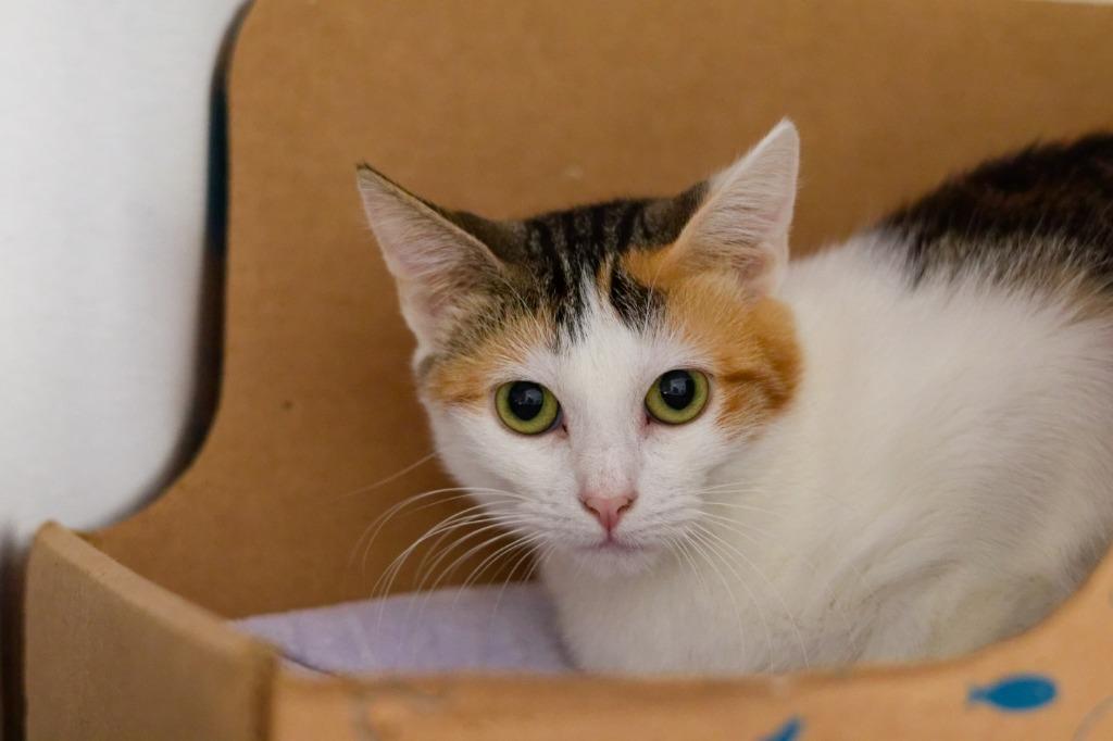 Callie Rose, Adoptable, Young Female Domestic Short Hair.
