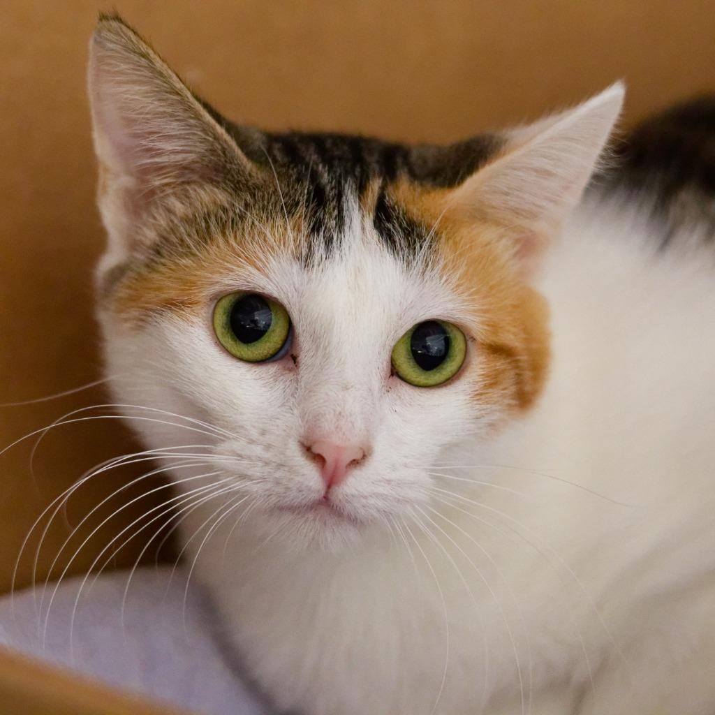 Enlarge Callie Rose, a Adoptable mixed breed in Hot Springs, AR image 2/2