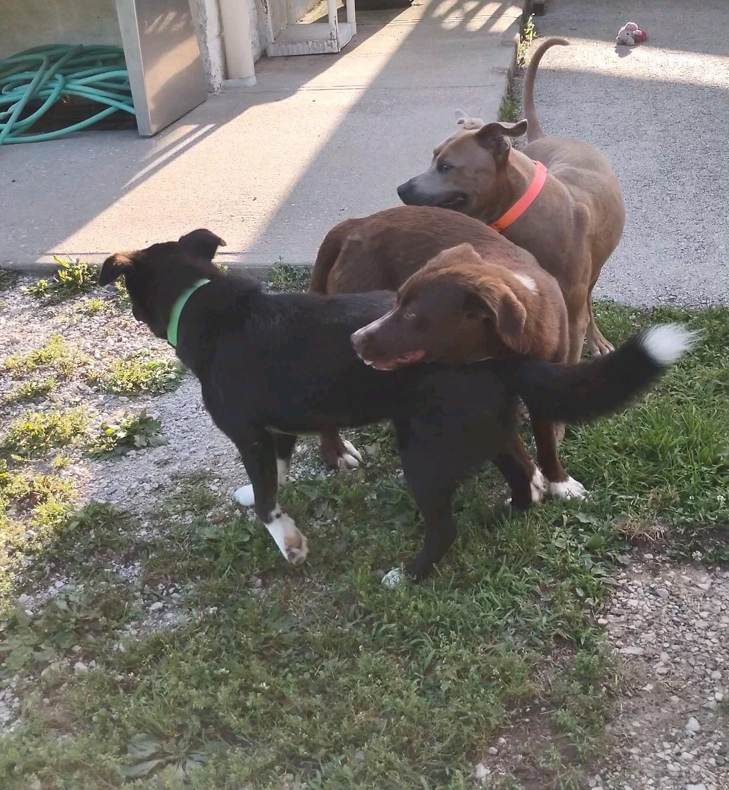 Enlarge Heath, an adopted mixed breed in Clay City, KY image 2/6