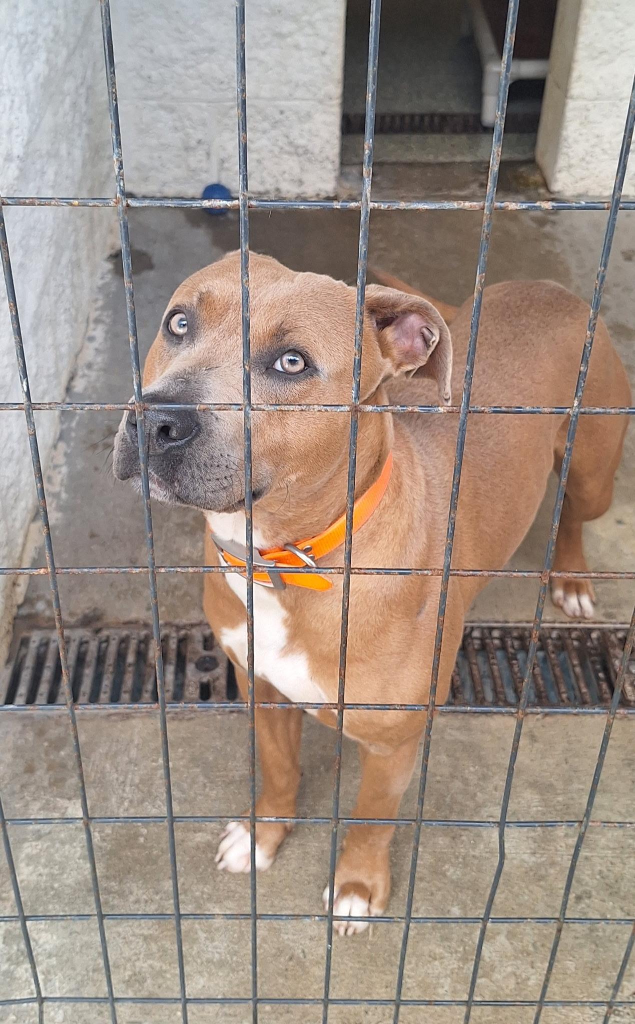 Enlarge Heath, an adopted mixed breed in Clay City, KY image 4/6