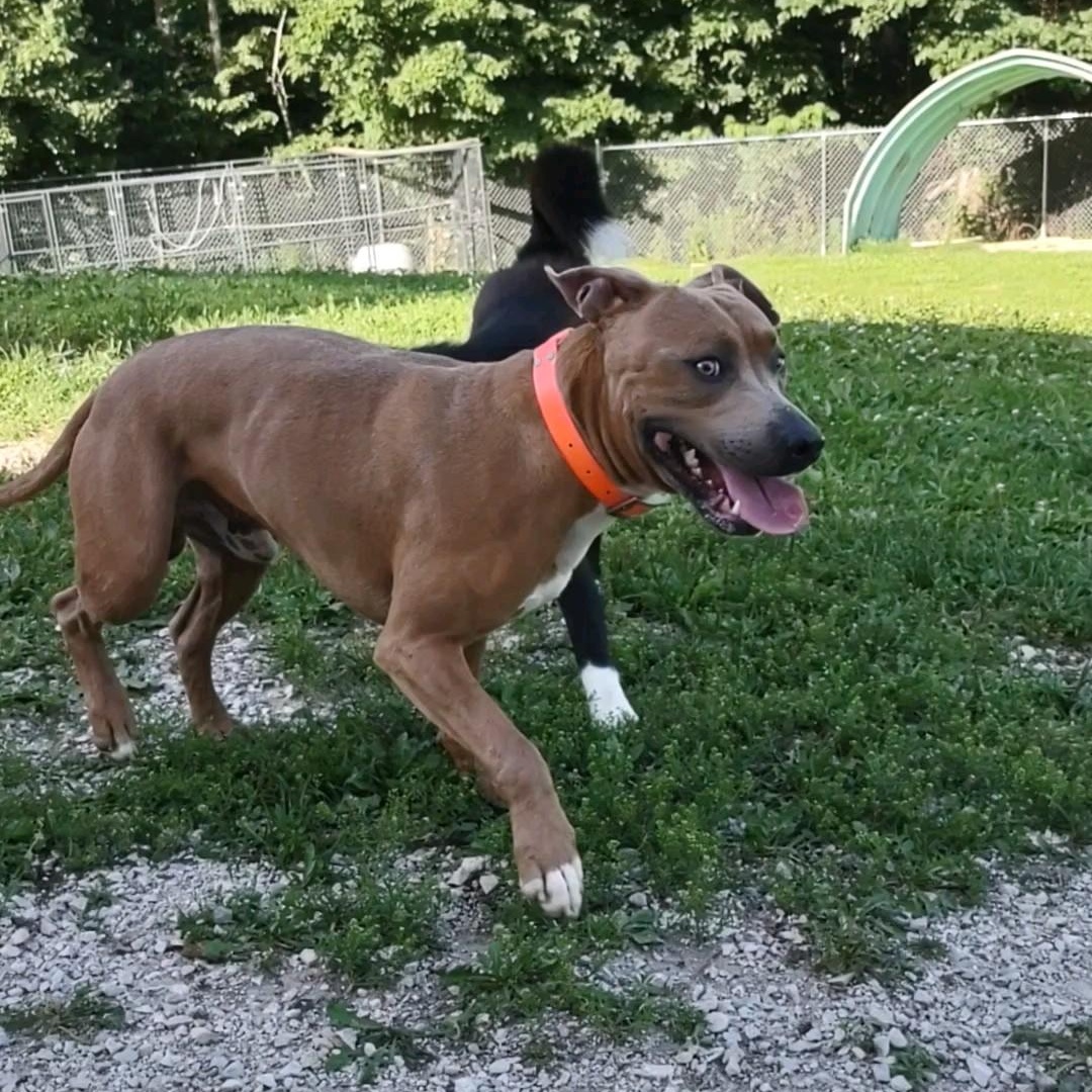Enlarge Heath, an adopted mixed breed in Clay City, KY image 5/6