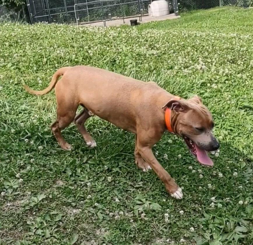 Enlarge Heath, an adopted mixed breed in Clay City, KY image 1/6