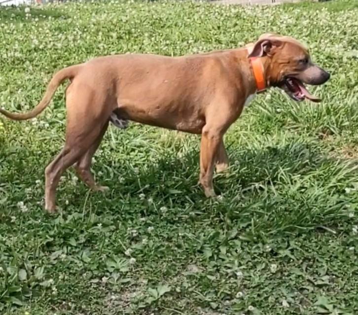 Enlarge Heath, an adopted mixed breed in Clay City, KY image 3/6