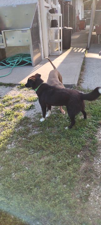 Enlarge Heath, an adopted mixed breed in Clay City, KY video 6/6