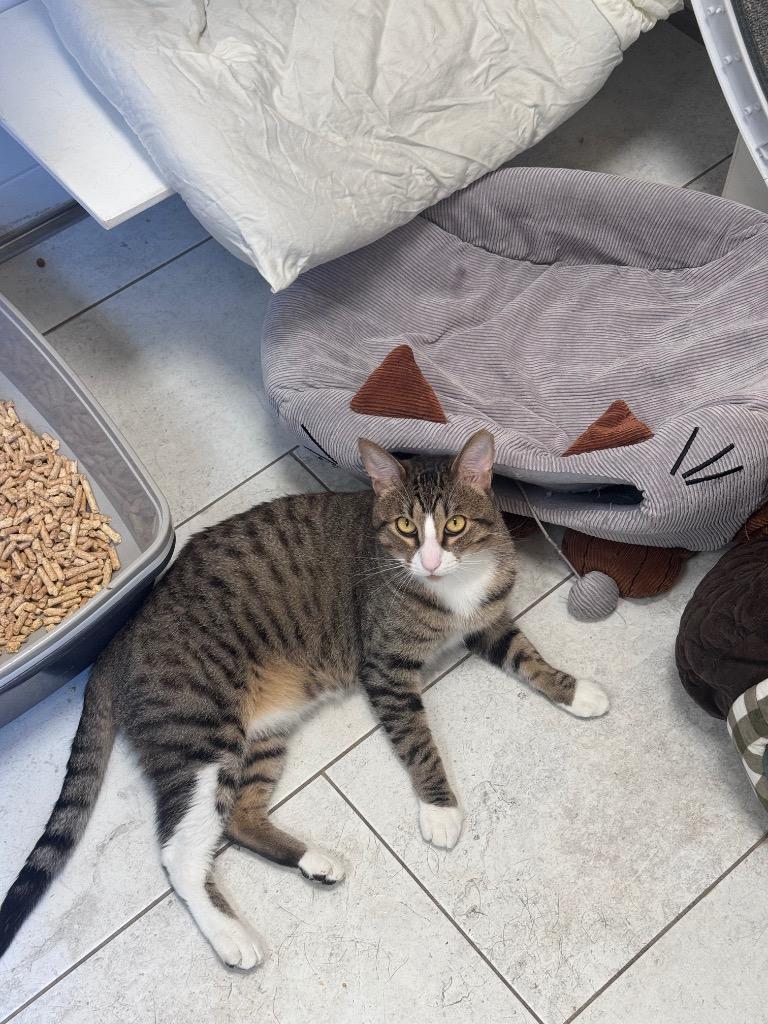 Dreyko, Adoptable, Young Male Domestic Short Hair.