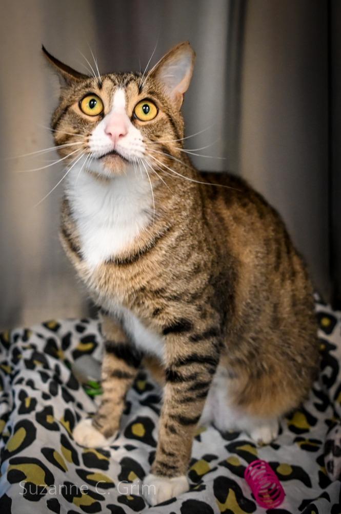 Dreyko, a Adoptable mixed breed in New Orleans, LA image 3/5