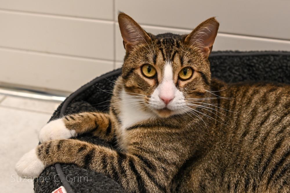 Dreyko, a Adoptable mixed breed in New Orleans, LA image 3/4