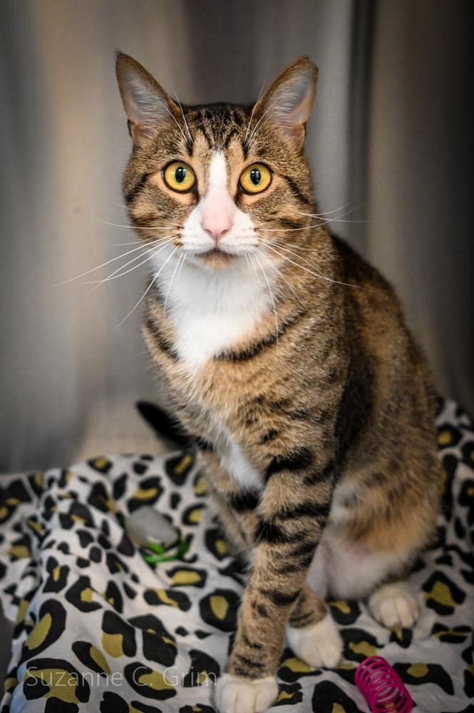 Dreyko, a Adoptable mixed breed in New Orleans, LA image 4/5