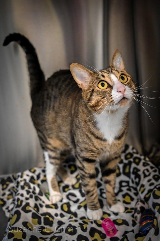 Dreyko, a Adoptable mixed breed in New Orleans, LA image 5/5