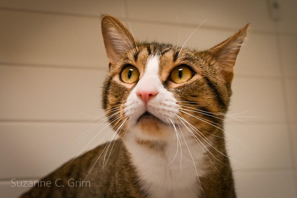 Dreyko, a Adoptable mixed breed in New Orleans, LA image 4/4