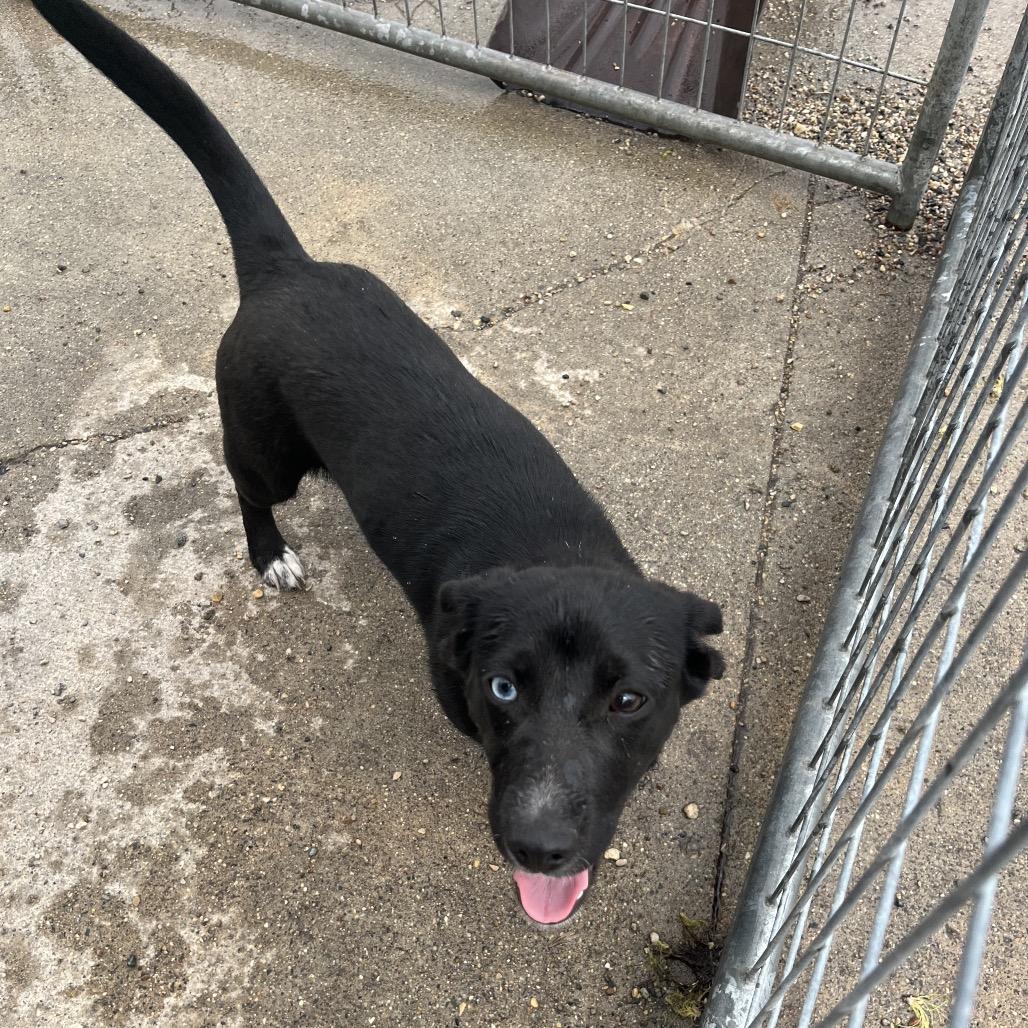 Enlarge Mysitc, a ADOPTABLE Mixed Breed in Crookston, MN image 5/5