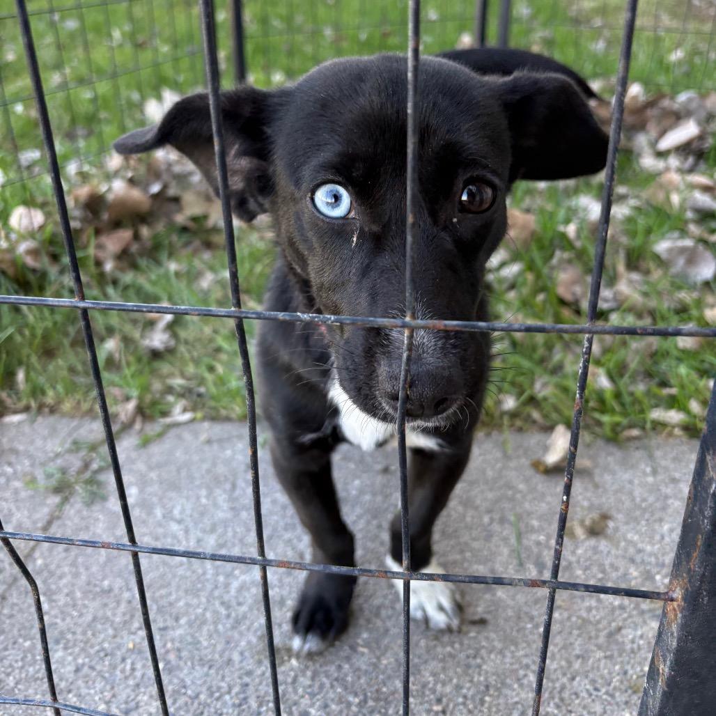 Enlarge Mysitc, a ADOPTABLE Mixed Breed in Crookston, MN image 2/5