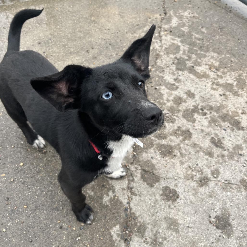 Mysitc, ADOPTABLE, Young Female Mixed Breed.