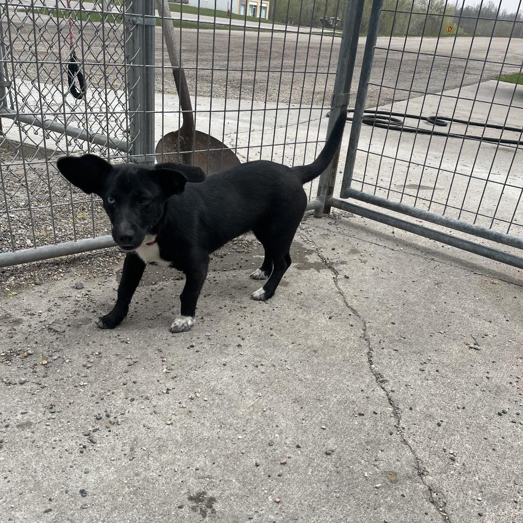 Enlarge Mysitc, a ADOPTABLE Mixed Breed in Crookston, MN image 4/5