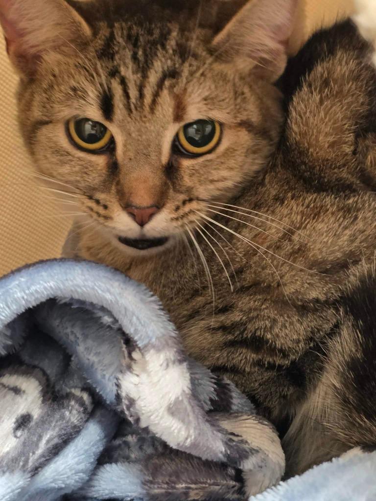 Grape, Adoptable, Young Female Domestic Short Hair.