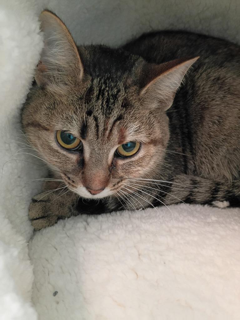 Enlarge Grape, a Adoptable mixed breed in Hamilton, OH image 2/2