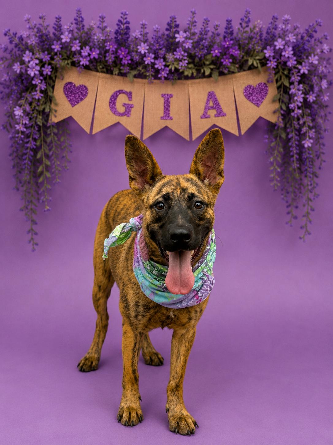 Gia, Adoptable, Young Female Shepherd.