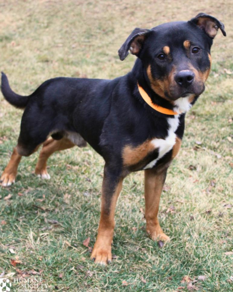 Enlarge BEAR, a Adoptable mixed breed in Hagerstown, MD image 1/1