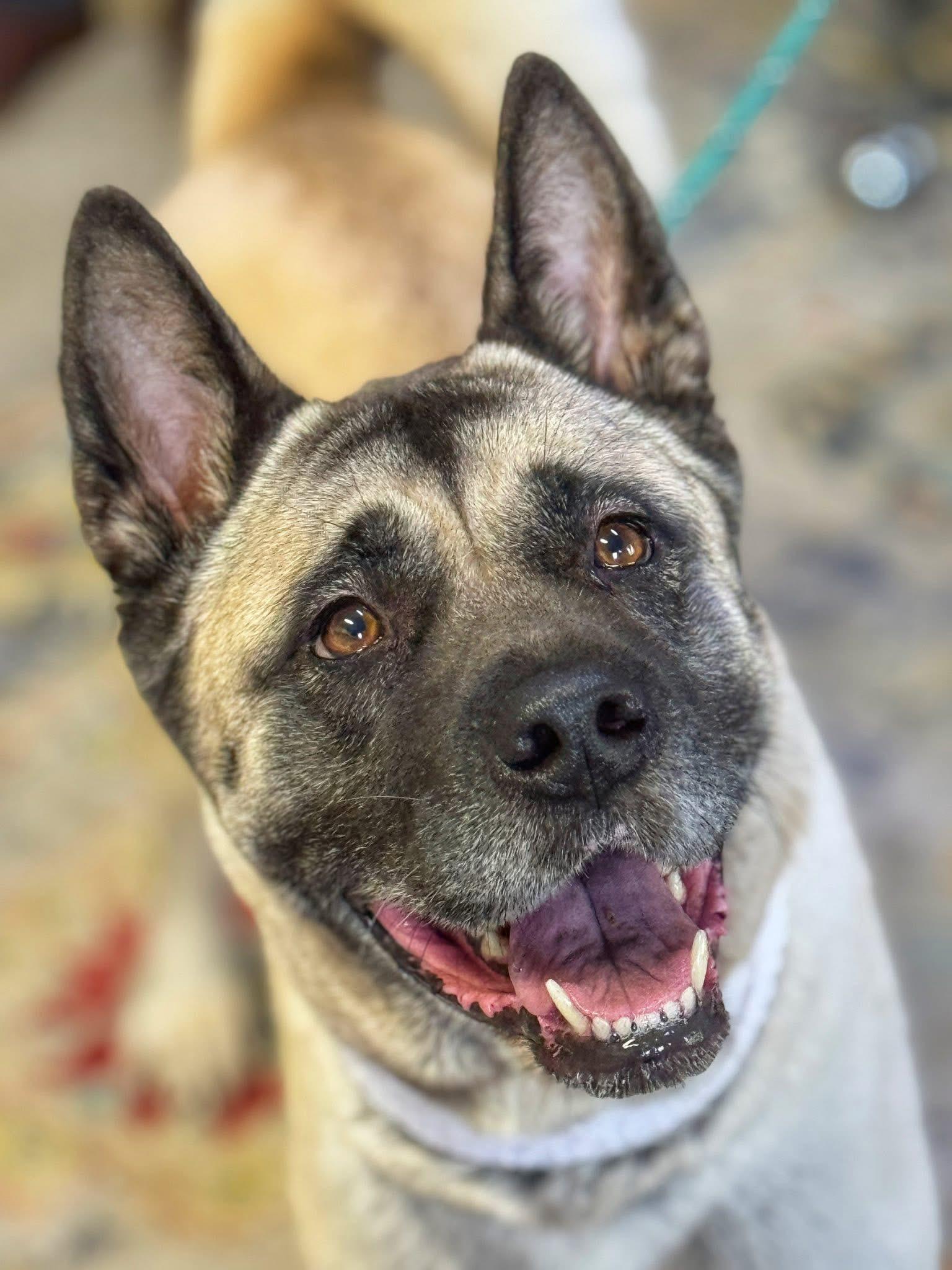Ursa, ADOPTABLE, Adult Female Akita.