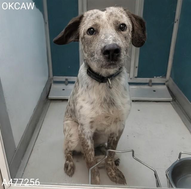 BLAKE, Adoptable, Young Male Australian Cattle Dog / Blue Heeler.